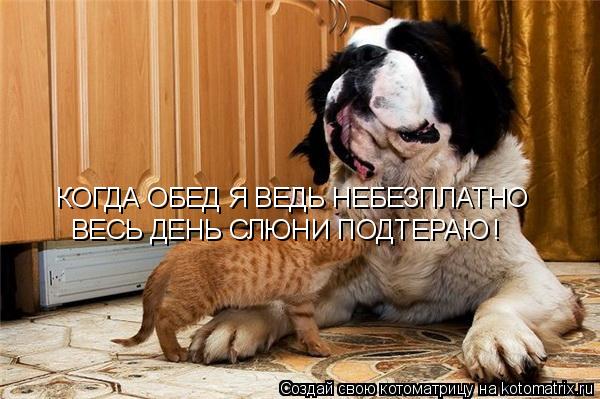 КОГДА ОБЕД Я ВЕДЬ НЕБЕЗПЛАТНО ВЕСЬ ДЕНЬ СЛЮНИ ПОДТЕРАЮ !... Котоматрица: КОГДА ОБЕД Я ВЕДЬ НЕБЕЗПЛАТНО ВЕСЬ ДЕНЬ СЛЮНИ ПОДТЕРАЮ !