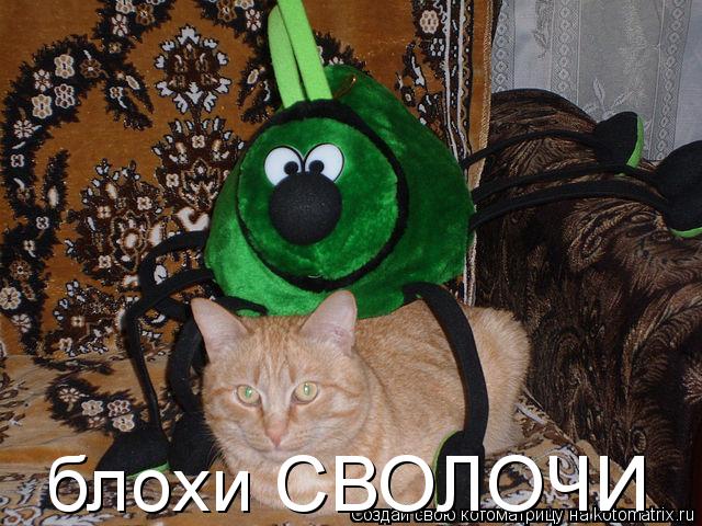 блохи СВОЛОЧИ... Котоматрица: блохи СВОЛОЧИ