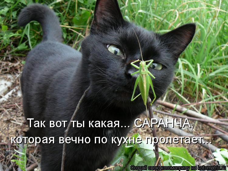 Так вот ты какая... САРАНЧА, которая вечно по кухне пролетает...... Котоматрица: Так вот ты какая... САРАНЧА, которая вечно по кухне пролетает...