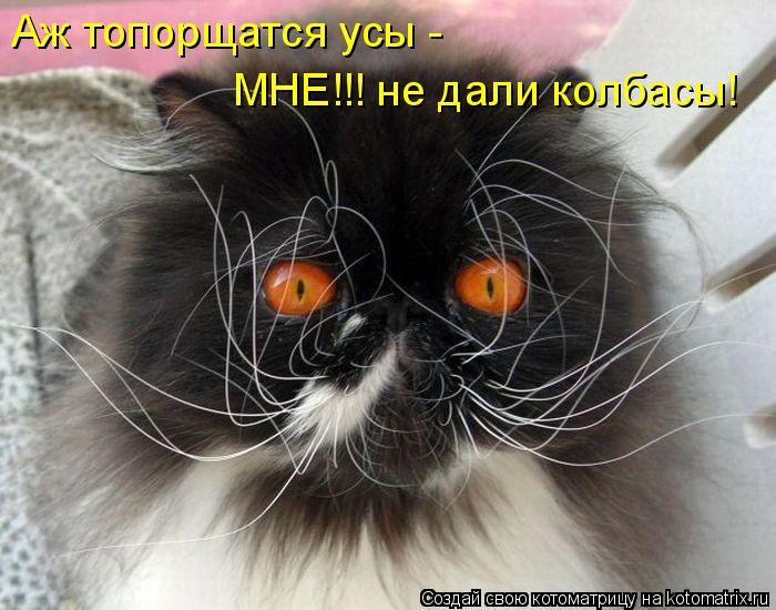 Аж топорщатся усы - МНЕ!!! не дали колбасы!... Котоматрица: Аж топорщатся усы - МНЕ!!! не дали колбасы!