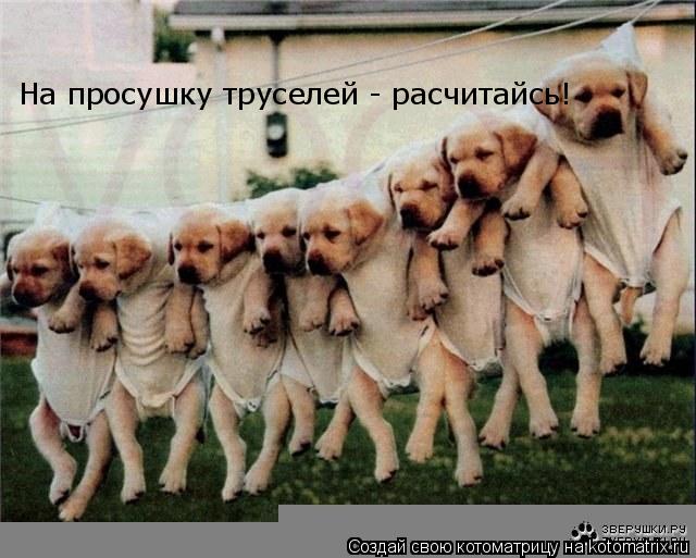 На просушку труселей - расчитайсь!... Котоматрица: На просушку труселей - расчитайсь!