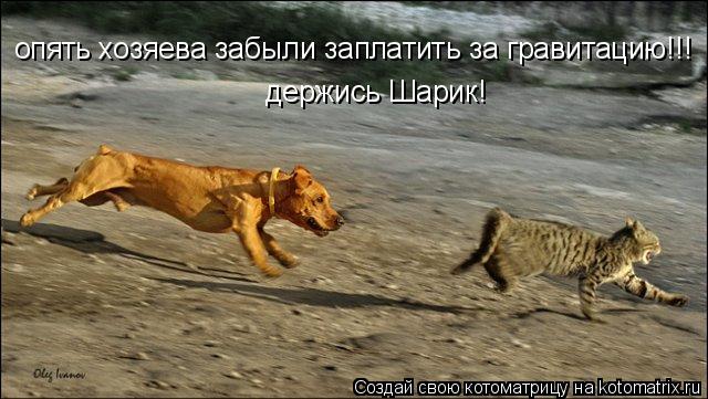 опять хозяева забыли заплатить за гравитацию!!! держись Шарик!... Котоматрица: опять хозяева забыли заплатить за гравитацию!!! держись Шарик!