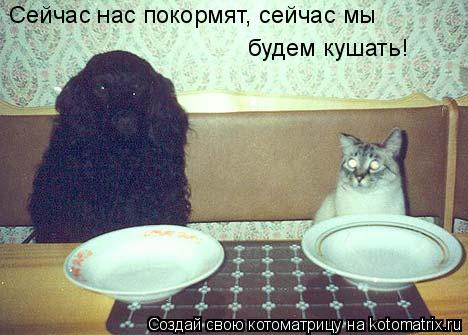 Сейчас нас покормят, сейчас мы будем кушать!... Котоматрица: Сейчас нас покормят, сейчас мы будем кушать!