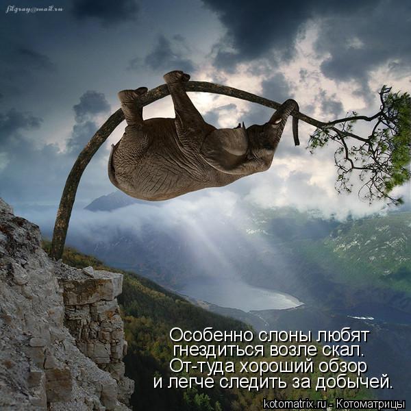Котоматрица: Особенно слоны любят гнездиться возле скал. От-туда хороший обзор и легче следить за добычей.