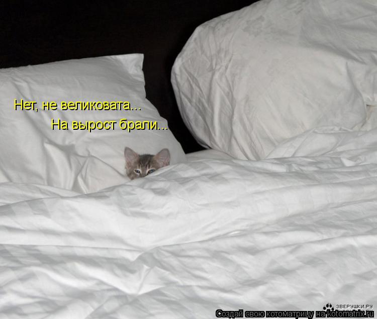 Котоматрица: Нет, не великовата... На вырост брали...