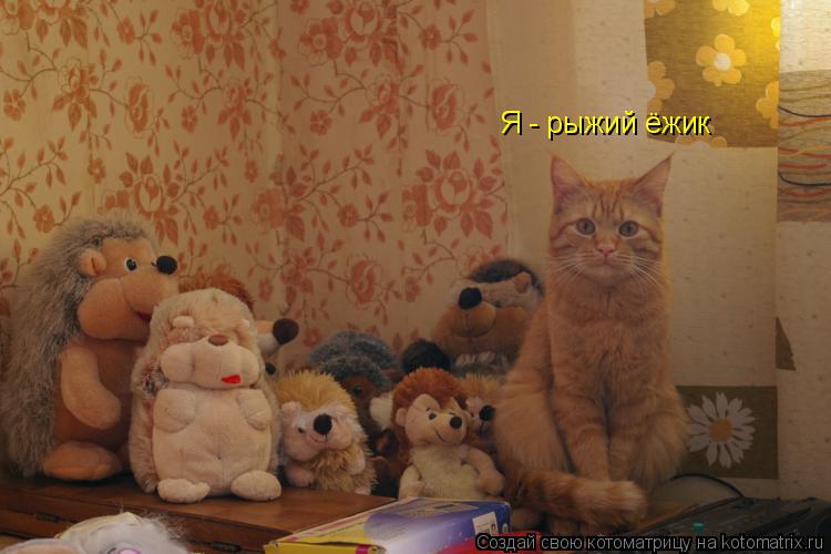 Котоматрица: Я - рыжий ёжик