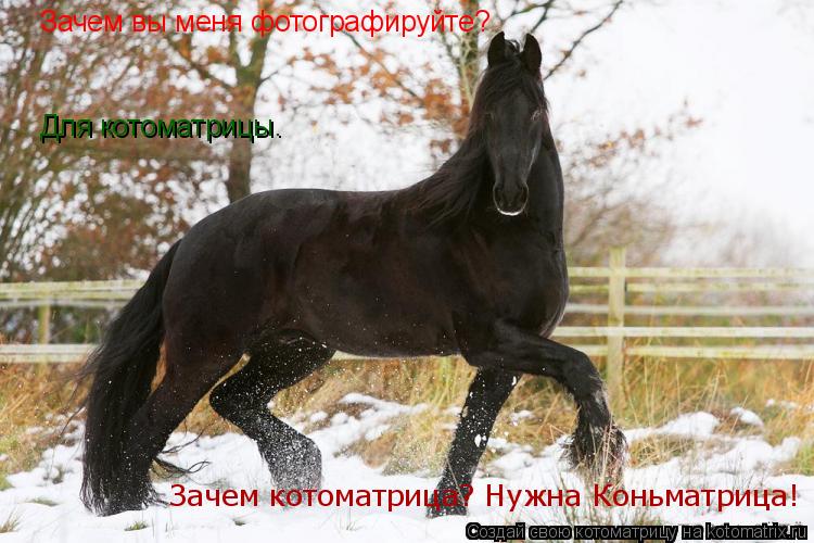 Котоматрица: Зачем вы меня фотографируйте? Для котоматрицы. Зачем котоматрица? Нужна Коньматрица!