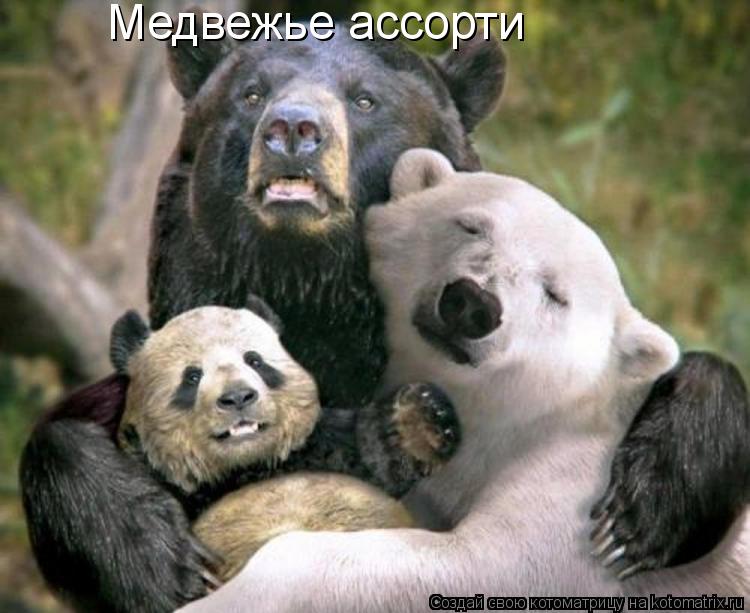 Котоматрица: Медвежье ассорти