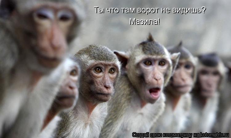 Котоматрица: Ты что там ворот не видишь? Мазила!