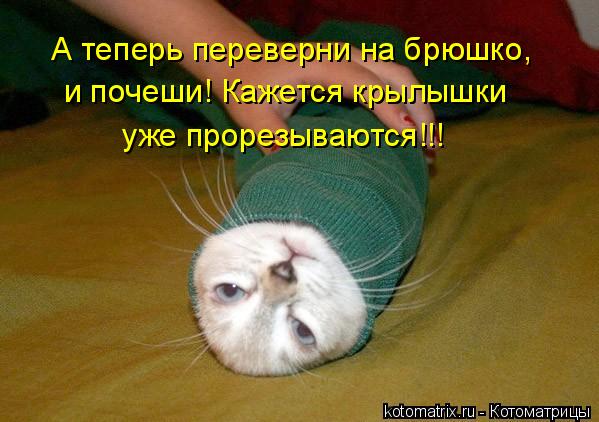 А теперь переверни на брюшко, и почеши! Кажется крылышки уже прорезываются!!!... Котоматрица: А теперь переверни на брюшко, и почеши! Кажется крылышки уже прорезываются!!!