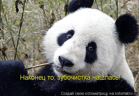 Наконец то, зубочистка нашлась!... Котоматрица: Наконец то, зубочистка нашлась!