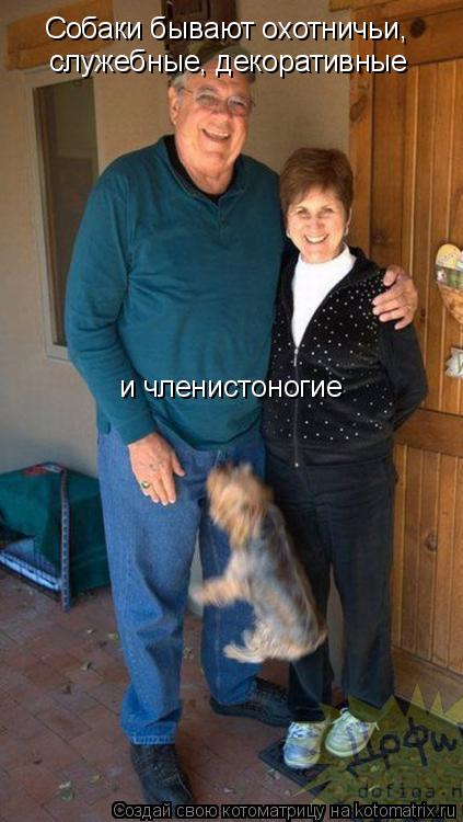 Собаки бывают охотничьи, служебные, декоративные и членистоногие... Котоматрица: Собаки бывают охотничьи, служебные, декоративные и членистоногие