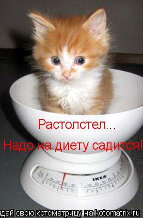 Растолстел... Надо на диету садится!... Котоматрица: Растолстел... Надо на диету садится!
