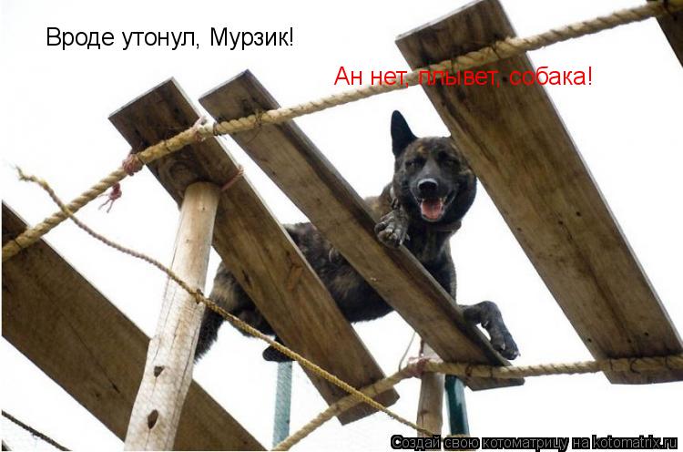 Вроде утонул, Мурзик! Ан нет, плывет, собака!... Котоматрица: Вроде утонул, Мурзик! Ан нет, плывет, собака!