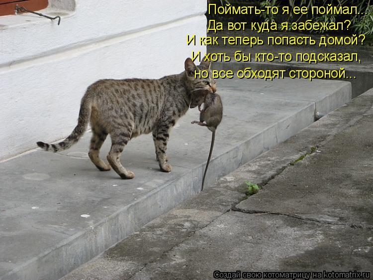 Поймать-то я ее поймал... Да вот куда я забежал? И как теперь попасть домой? И хоть бы кто-то подсказ... Котоматрица: Поймать-то я ее поймал... Да вот куда я забежал? И как теперь попасть домой? И хоть бы кто-то подсказал, но все обходят стороной...