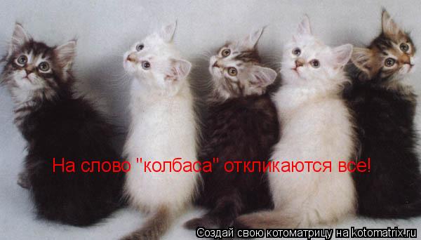 На слово "колбаса" откликаются все!... Котоматрица: На слово "колбаса" откликаются все!