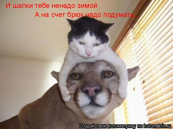 И шапки тебе ненадо зимой А на счет брюк надо подумать...... Котоматрица: И шапки тебе ненадо зимой А на счет брюк надо подумать...