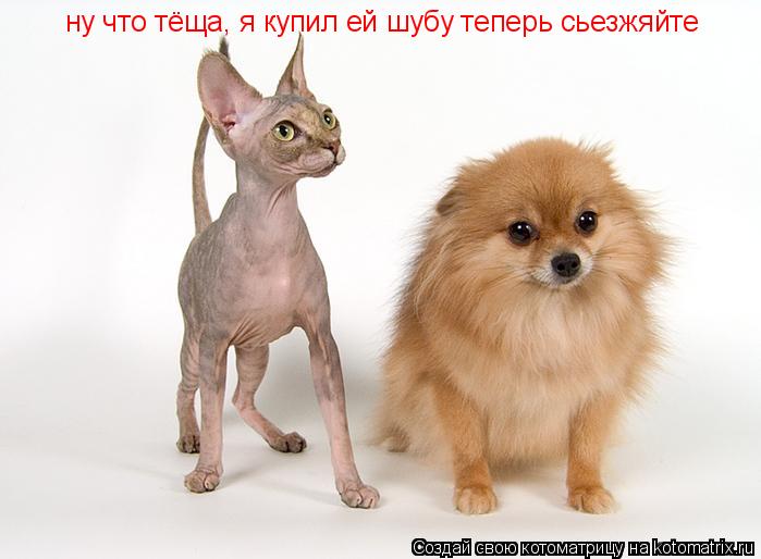 ну что тёща, я купил ей шубу теперь сьезжяйте... Котоматрица: ну что тёща, я купил ей шубу теперь сьезжяйте