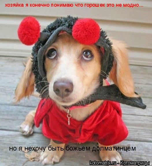хозяйка я конечно понимаю что горошек это не модно... но я нехочу быть божьем долматинцем... Котоматрица: хозяйка я конечно понимаю что горошек это не модно... но я нехочу быть божьем долматинцем