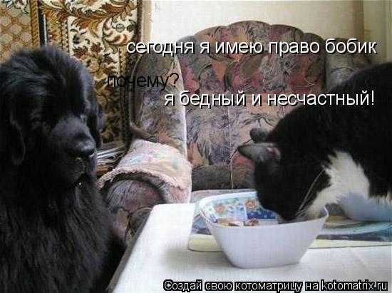 сегодня я имею право бобик почему? я бедный и несчастный!... Котоматрица: сегодня я имею право бобик почему? я бедный и несчастный!