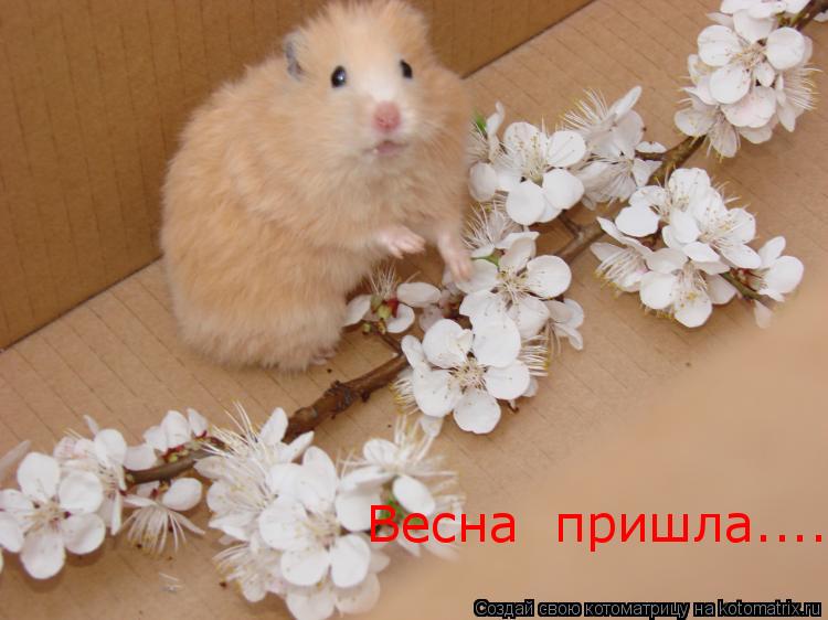 Весна пришла....... Котоматрица: Весна пришла....