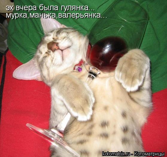эх вчера была гулянка... мурка,манька,валерьянка...... Котоматрица: эх вчера была гулянка... мурка,манька,валерьянка...