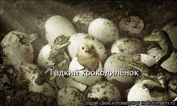 Гадкий крокодилёнок... Котоматрица: Гадкий крокодилёнок