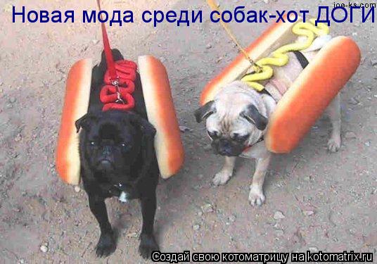 Новая мода среди собак-хот ДОГИ!... Котоматрица: Новая мода среди собак-хот ДОГИ!
