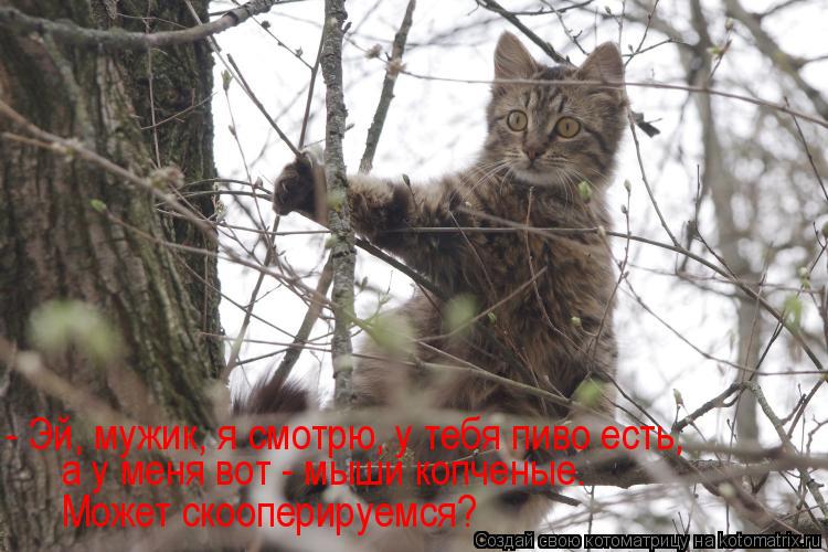 Может скооперируемся? а у меня вот - мыши копченые. - Эй, мужик, я смотрю, у тебя пиво есть,... Котоматрица: Может скооперируемся? а у меня вот - мыши копченые. - Эй, мужик, я смотрю, у тебя пиво есть,