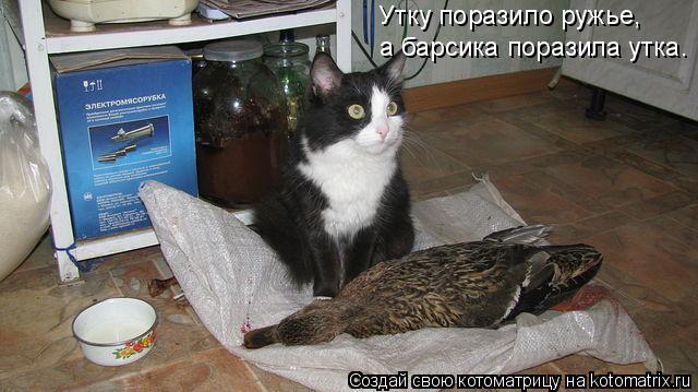 Утку поразило ружье, а барсика поразила утка.... Котоматрица: Утку поразило ружье, а барсика поразила утка.