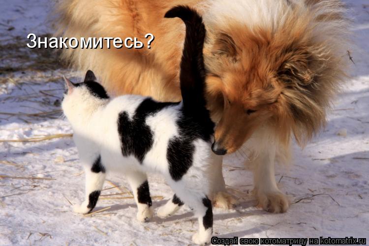 Знакомитесь?... Котоматрица: Знакомитесь?