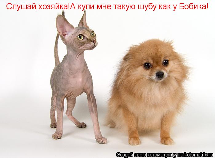 Слушай,хозяйка!А купи мне такую шубу как у Бобика!... Котоматрица: Слушай,хозяйка!А купи мне такую шубу как у Бобика!