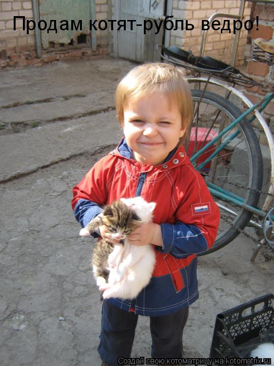 Продам котят-рубль ведро!... Котоматрица: Продам котят-рубль ведро!