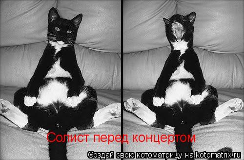Солист перед концертом... Котоматрица: Солист перед концертом