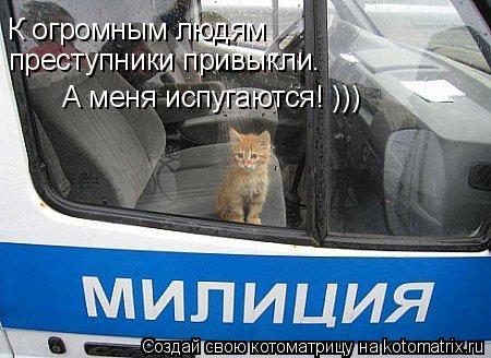 К огромным людям преступники привыкли. А меня испугаются! )))... Котоматрица: К огромным людям преступники привыкли. А меня испугаются! )))