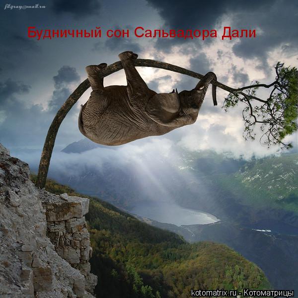 Будничный сон Сальвадора Дали... Котоматрица: Будничный сон Сальвадора Дали