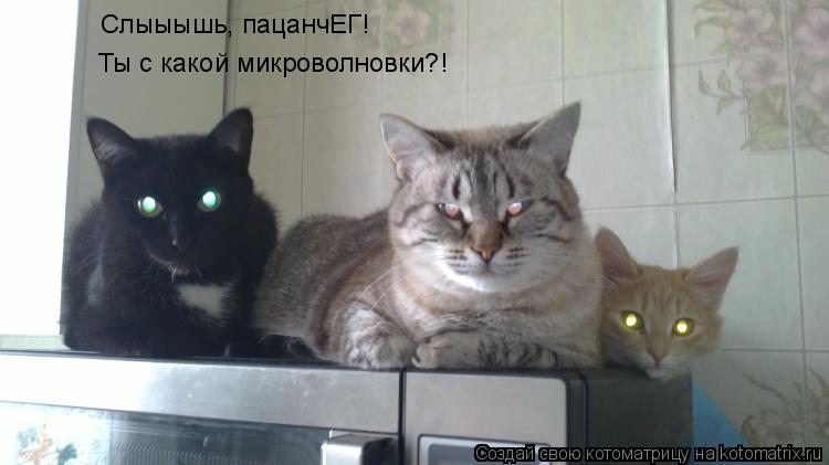 Слыыышь, пацанчЕГ! Ты с какой микроволновки?!... Котоматрица: Слыыышь, пацанчЕГ! Ты с какой микроволновки?!