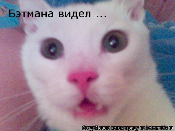 Бэтмана видел ...... Котоматрица: Бэтмана видел ...