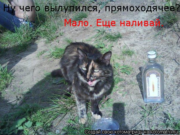 Котоматрица: Ну чего вылупился, прямоходячее? Мало. Еще наливай.
