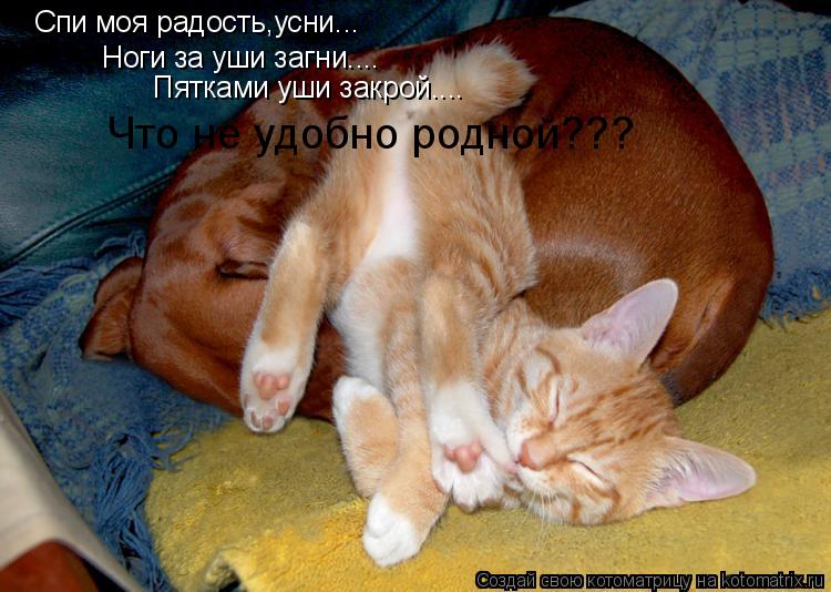 Котоматрица: Спи моя радость,усни... Ноги за уши загни.... Пятками уши закрой.... Что не удобно родной???