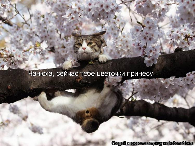 Котоматрица: Чанюха, сейчас тебе цветочки принесу