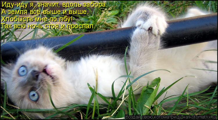 Котоматрица: Иду-иду я, значит, вдоль забора. А земля всё выше и выше. Хлобысть мне по лбу! Так всю ночь стоя и проспал.