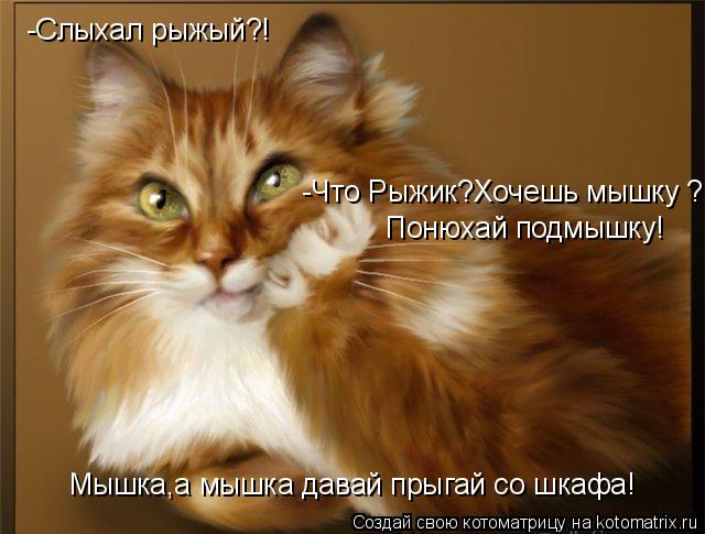 Котоматрица: Мышка,а мышка давай прыгай со шкафа! -Что Рыжик?Хочешь мышку ? Понюхай подмышку! -Слыхал рыжый?!