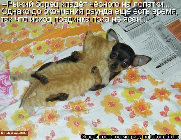 Котоматрица: --Рыжий борец кладёт чёрного на лопатки... Однако до окончания раунда ещё есть время, так что исход поединка пока не ясен...