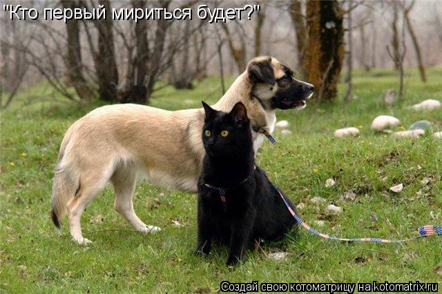 Котоматрица: "Кто первый мириться будет?"