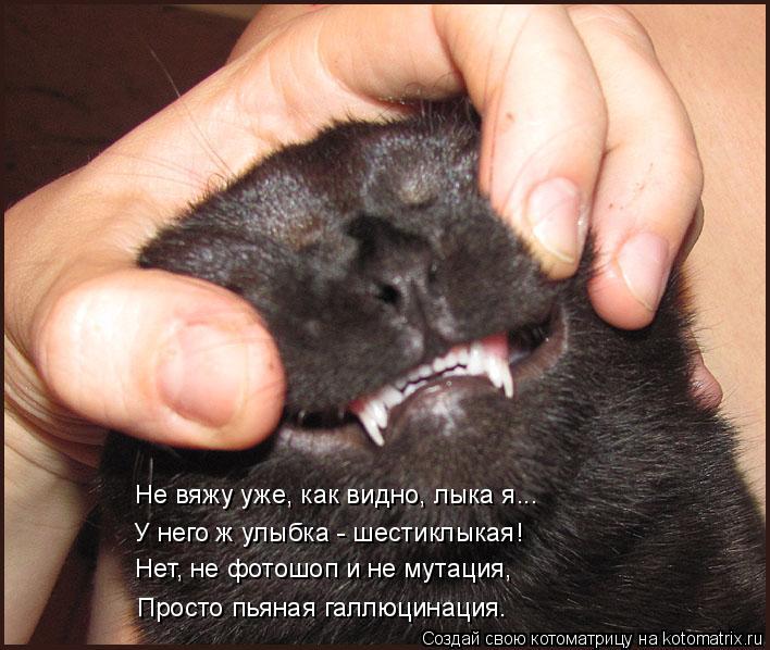 Котоматрица: Не вяжу уже, как видно, лыка я... У него ж улыбка - шестиклыкая! Нет, не фотошоп и не мутация, Просто пьяная галлюцинация.