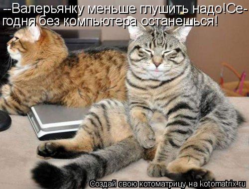 Котоматрица: --Валерьянку меньше глушить надо!Се- годня без компьютера останешься!