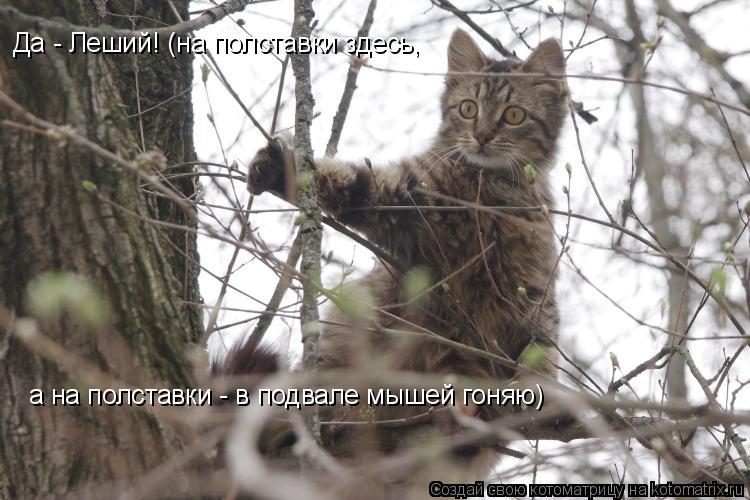 Котоматрица: Да - Леший! (на полставки здесь, а на полставки - в подвале мышей гоняю)