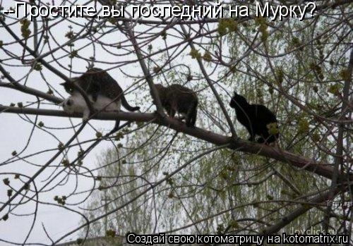 Котоматрица: --Простите,вы последний на Мурку?