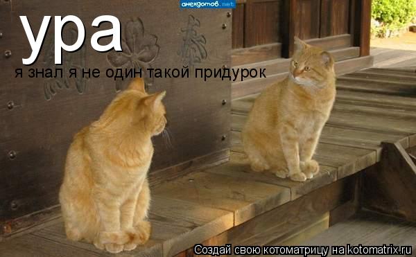Котоматрица: ура я знал я не один такой придурок